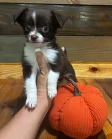 Pumpkin spice , a female Chihuahua for sale in Honea Path, SC – 4 of 4