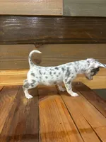 Sparkle , a female Chihuahua for sale in Honea Path, SC – 5 of 5