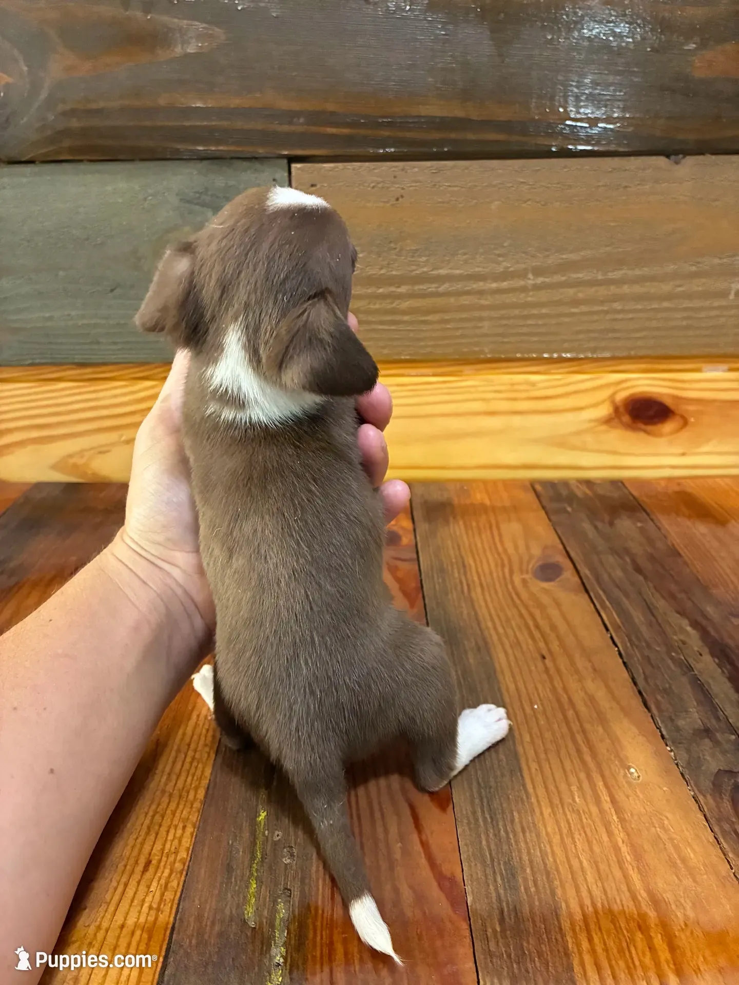 Java, a male Chihuahua for sale in Honea Path, SC – 7 of 8