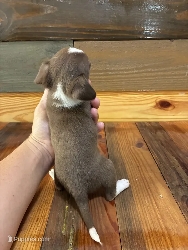 Java – Chihuahua puppy for sale in Honea Path, SC
