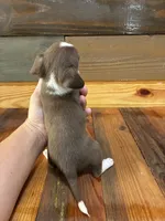 Java, a male Chihuahua for sale in Honea Path, SC – 1 of 2