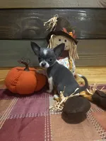 Koda blue , a male Chihuahua for sale in Honea Path, SC – 3 of 4
