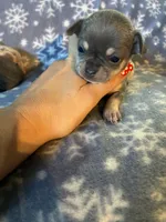 Kristoff, a male Chihuahua for sale in Honea Path, SC – Photo 4 of 6