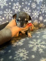 Kristoff, a male Chihuahua for sale in Honea Path, SC – Photo 3 of 6