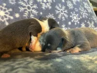 Kristoff, a male Chihuahua for sale in Honea Path, SC – Photo 6 of 6