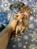 Kristoff, a male Chihuahua for sale in Honea Path, SC – Photo 5 of 6