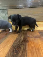 Peggy sue , a female Chihuahua for sale in Honea Path, SC – 4 of 4