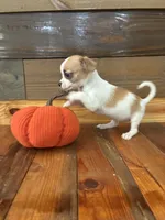 Autumm, a female Chihuahua for sale in Honea Path, SC – 3 of 9