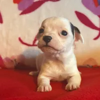 Spot, a male Chihuahua for sale in Honea Path, SC – Photo 9 of 10