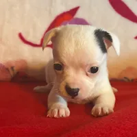 Spot, a male Chihuahua for sale in Honea Path, SC – Photo 8 of 10