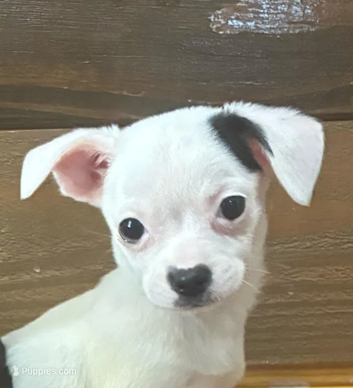 Spot – Chihuahua puppy for sale in Honea Path, SC