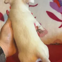 Spot, a male Chihuahua for sale in Honea Path, SC – Photo 10 of 10