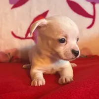 Spot, a male Chihuahua for sale in Honea Path, SC – Photo 6 of 10