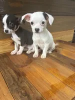 Spot, a male Chihuahua for sale in Honea Path, SC – Photo 7 of 10