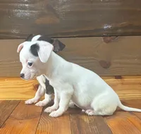 Spot, a male Chihuahua for sale in Honea Path, SC – Photo 4 of 10