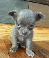 Lavender Jewel 💎 , a female Chihuahua for sale in Honea Path, SC – 3 of 5