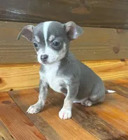 Baby blue, a male Chihuahua for sale in Honea Path, SC – Photo 1 of 9