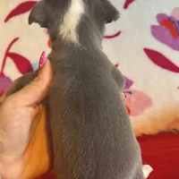 Baby blue, a male Chihuahua for sale in Honea Path, SC – Photo 9 of 9