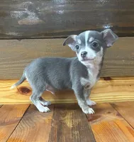 Baby blue, a male Chihuahua for sale in Honea Path, SC – Photo 3 of 9
