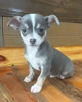 Baby blue, a male Chihuahua for sale in Honea Path, SC – Photo 2 of 9