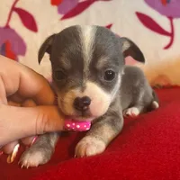 Baby blue, a male Chihuahua for sale in Honea Path, SC – Photo 6 of 9