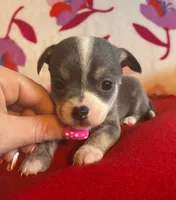 Baby blue, a male Chihuahua for sale in Honea Path, SC – Photo 2 of 4