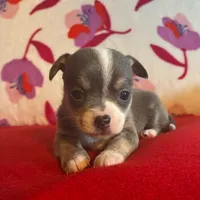 Baby blue, a male Chihuahua for sale in Honea Path, SC – Photo 7 of 9