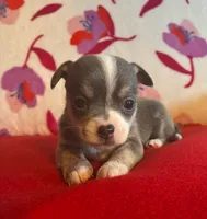 Baby blue, a male Chihuahua for sale in Honea Path, SC – Photo 1 of 4