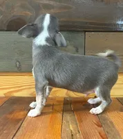 Baby blue, a male Chihuahua for sale in Honea Path, SC – Photo 4 of 9