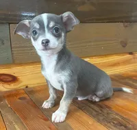 Baby blue, a male Chihuahua for sale in Honea Path, SC – Photo 5 of 9