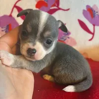 Baby blue, a male Chihuahua for sale in Honea Path, SC – Photo 8 of 9