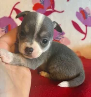 Baby blue, a male Chihuahua for sale in Honea Path, SC – Photo 4 of 4