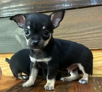 Tucker , a male Chihuahua for sale in Honea Path, SC – 2 of 4