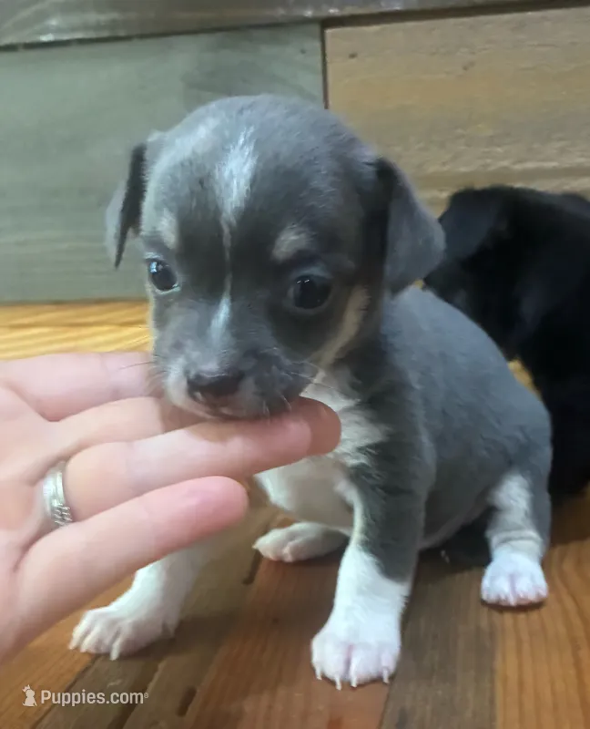 Blue Lilly bell  – Chihuahua puppy for sale in Honea Path, SC