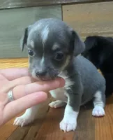 Blue Lilly bell , a female Chihuahua for sale in Honea Path, SC – 1 of 4