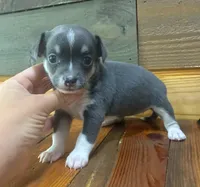 Blue Lilly bell , a female Chihuahua for sale in Honea Path, SC – 3 of 4