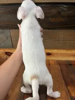 Sebastian , a male Chihuahua for sale in Honea Path, SC – 3 of 4