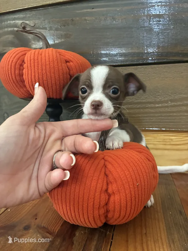 Mocha – Chihuahua puppy for sale in Honea Path, SC