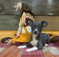 Blue Blaze , a male Chihuahua for sale in Honea Path, SC – 1 of 4
