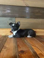 Scout , a male Chihuahua for sale in Honea Path, SC – 2 of 2