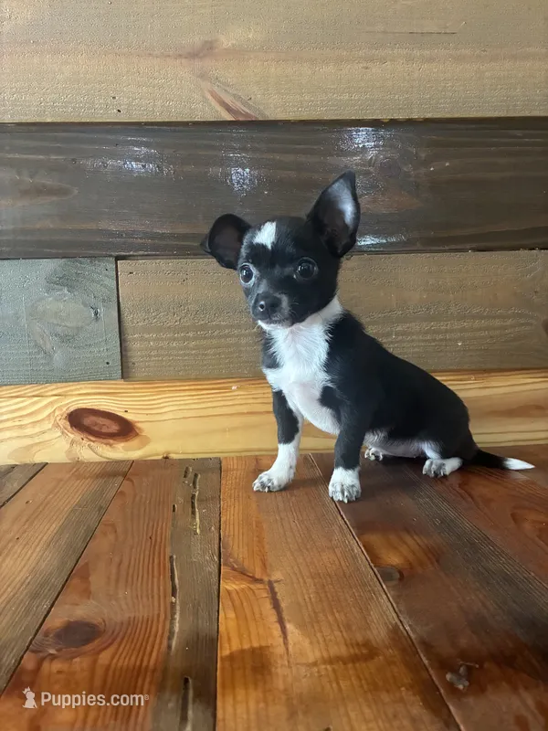Scout  – Chihuahua puppy for sale in Honea Path, SC