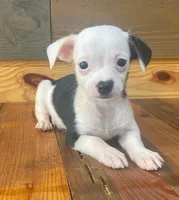 Linus, a male Chihuahua for sale in Honea Path, SC – Photo 1 of 4