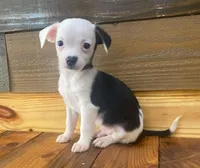 Linus, a male Chihuahua for sale in Honea Path, SC – Photo 3 of 4