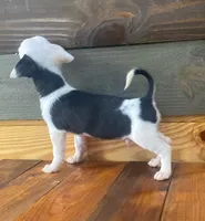 Linus, a male Chihuahua for sale in Honea Path, SC – Photo 2 of 4