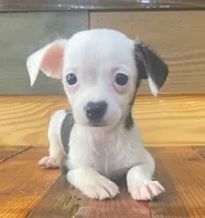 Linus, a male Chihuahua for sale in Honea Path, SC – Photo 4 of 4