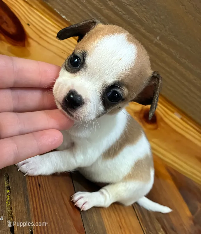 Dasiy – Chihuahua puppy for sale in Honea Path, SC
