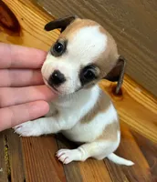 Dasiy, a female Chihuahua for sale in Honea Path, SC – 1 of 3