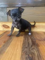 Tiger Lilly, a female Chihuahua for sale in Honea Path, SC – Photo 8 of 9