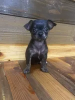 Tiger Lilly, a female Chihuahua for sale in Honea Path, SC – Photo 9 of 9