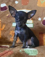 Tiger Lilly, a female Chihuahua for sale in Honea Path, SC – Photo 3 of 9